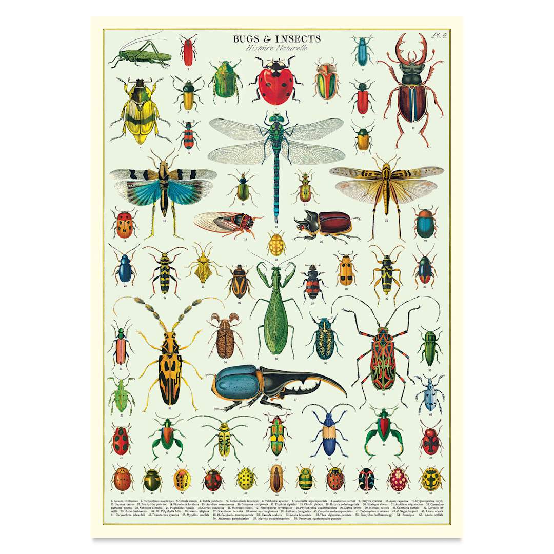 Open in modal - Cavallini Vintage Bugs & Insects Printed Paper