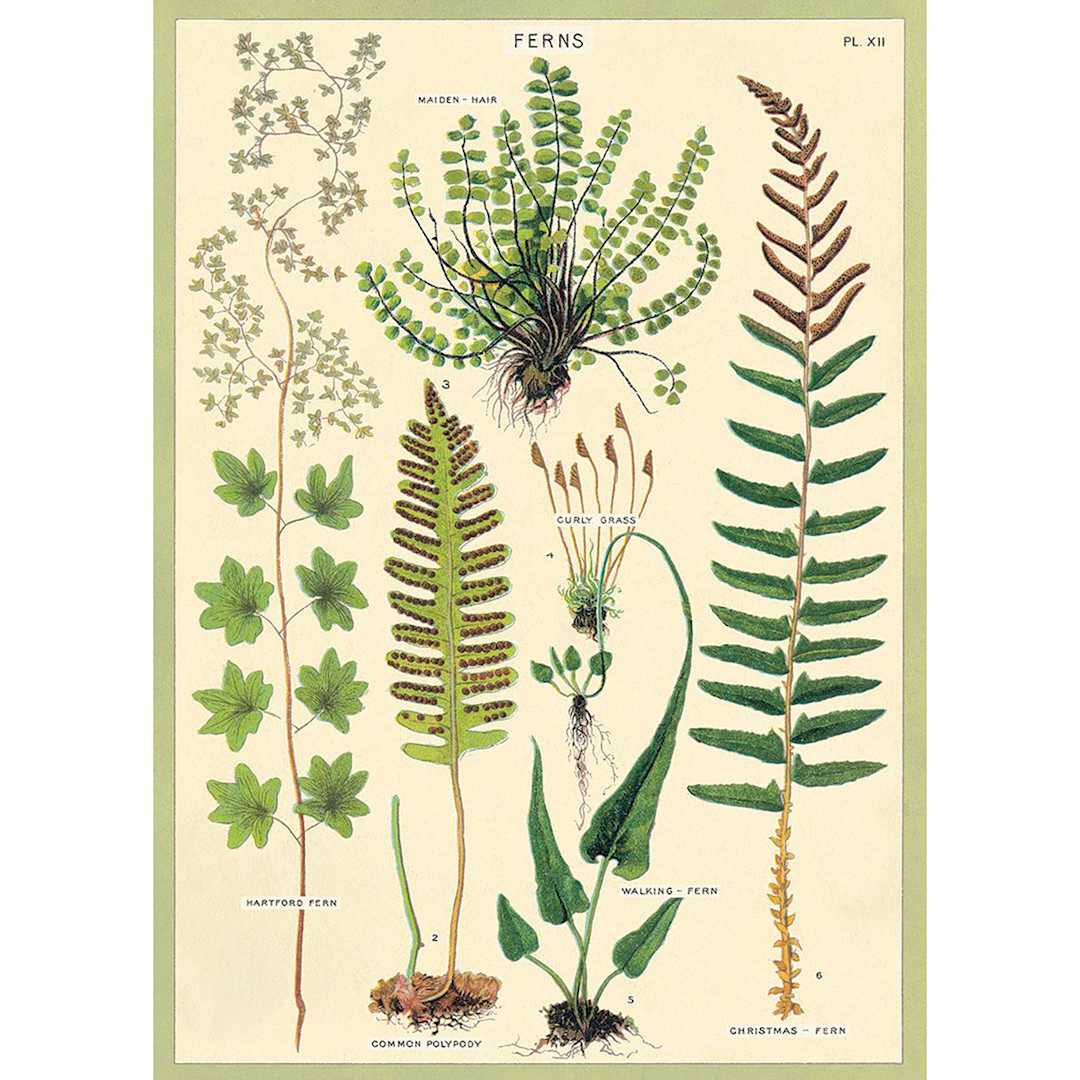 Open in modal - Cavallini Ferns Gift Wrap