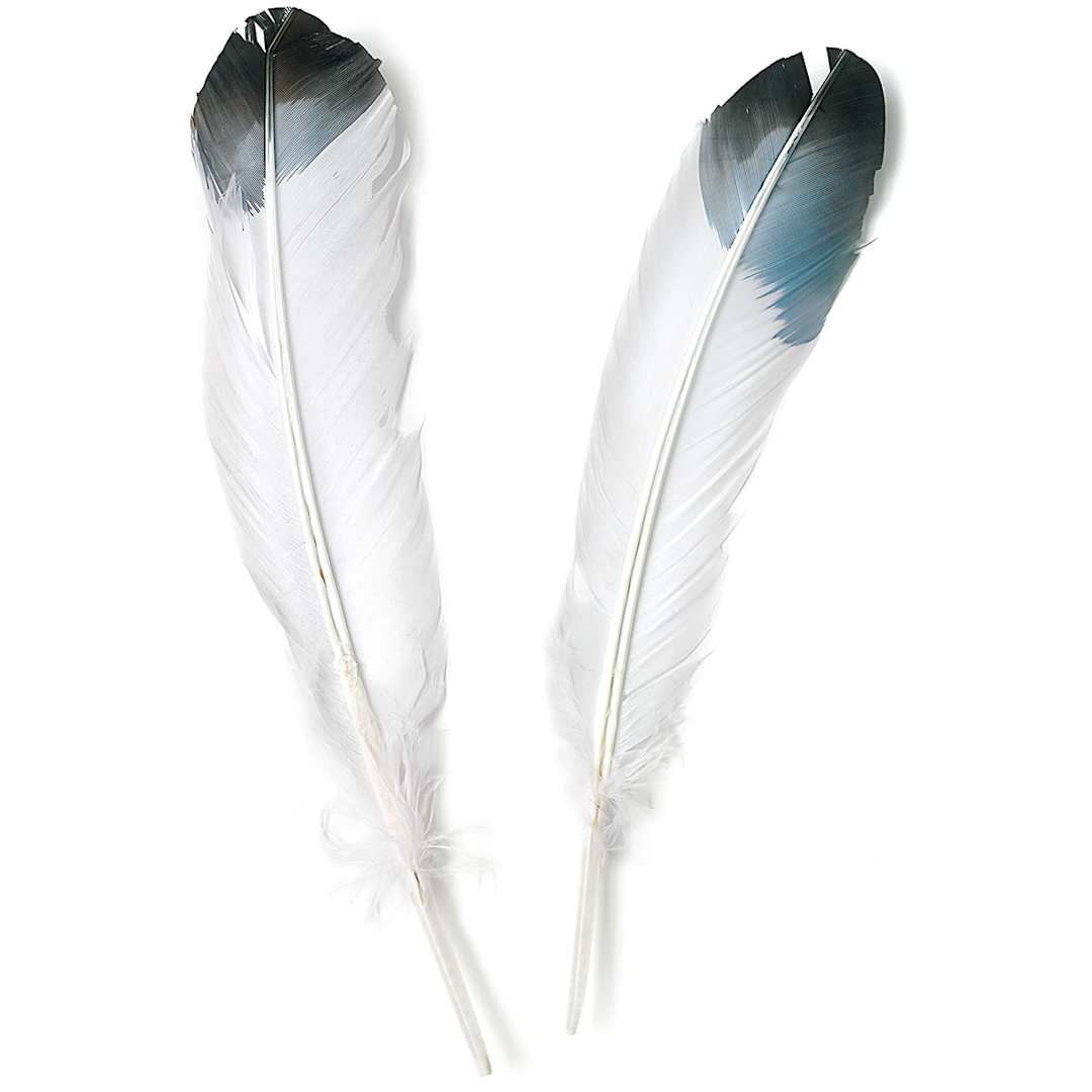 Open in modal - Imitation Eagle Feathers, Pkg of 12