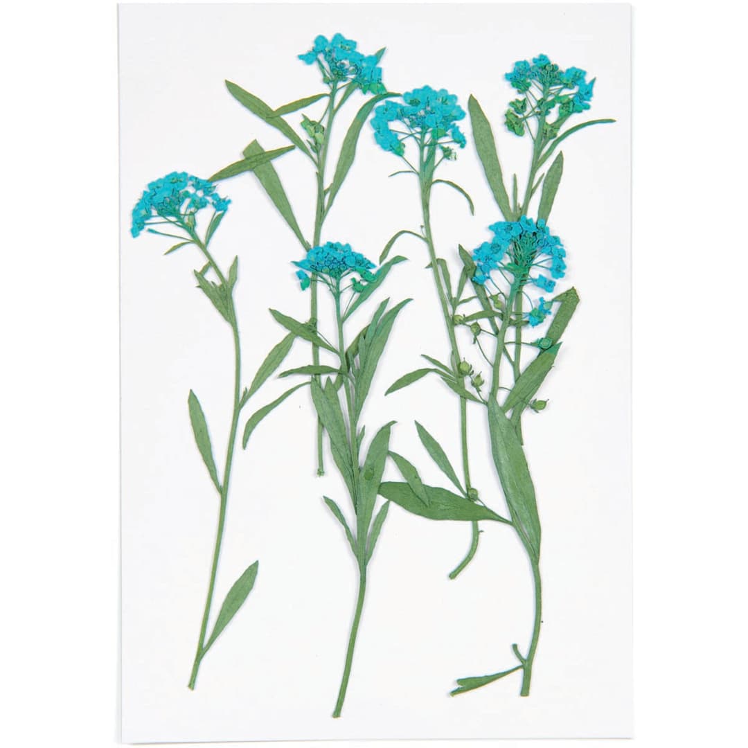 Open in modal - Pressed Flower & Plant Sets Sweet Alyssum - Blue, 6/Pkg.