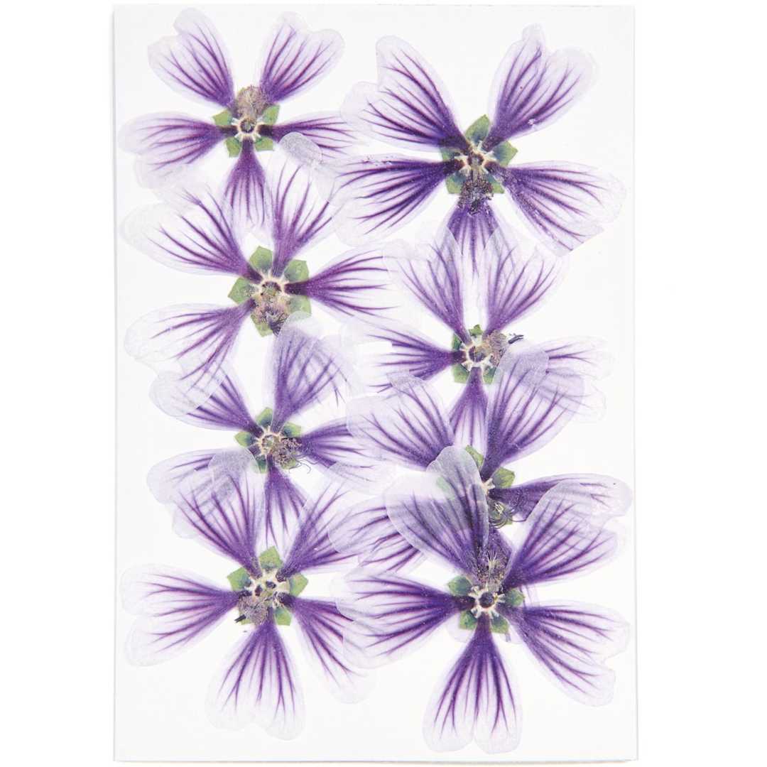 Open in modal - Pressed Flower & Plant Sets Hollyhock - Violet, 8/Pkg.
