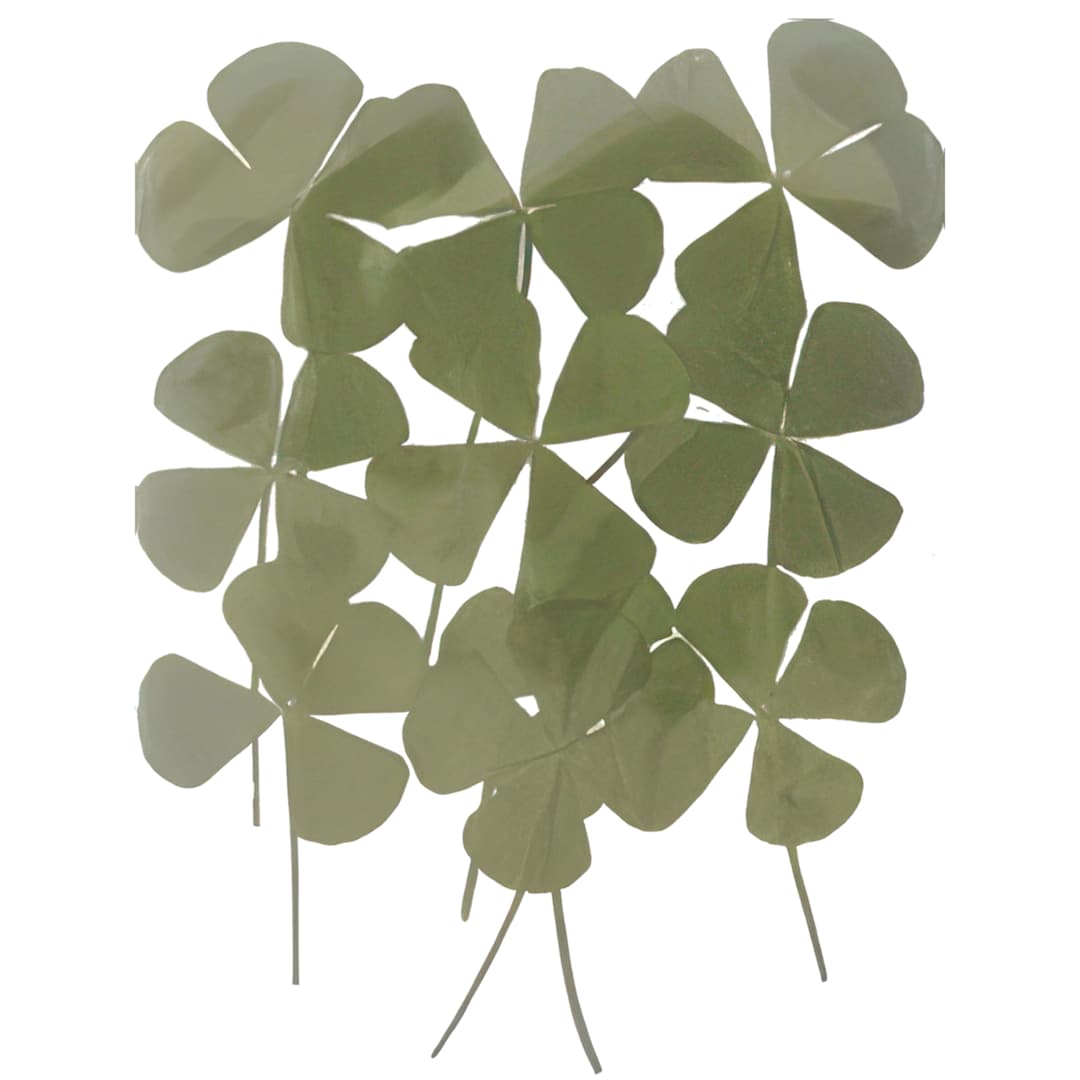 Open in modal - Rico Design Pressed Flowers - 4-Leaf Clover Pkg of 10