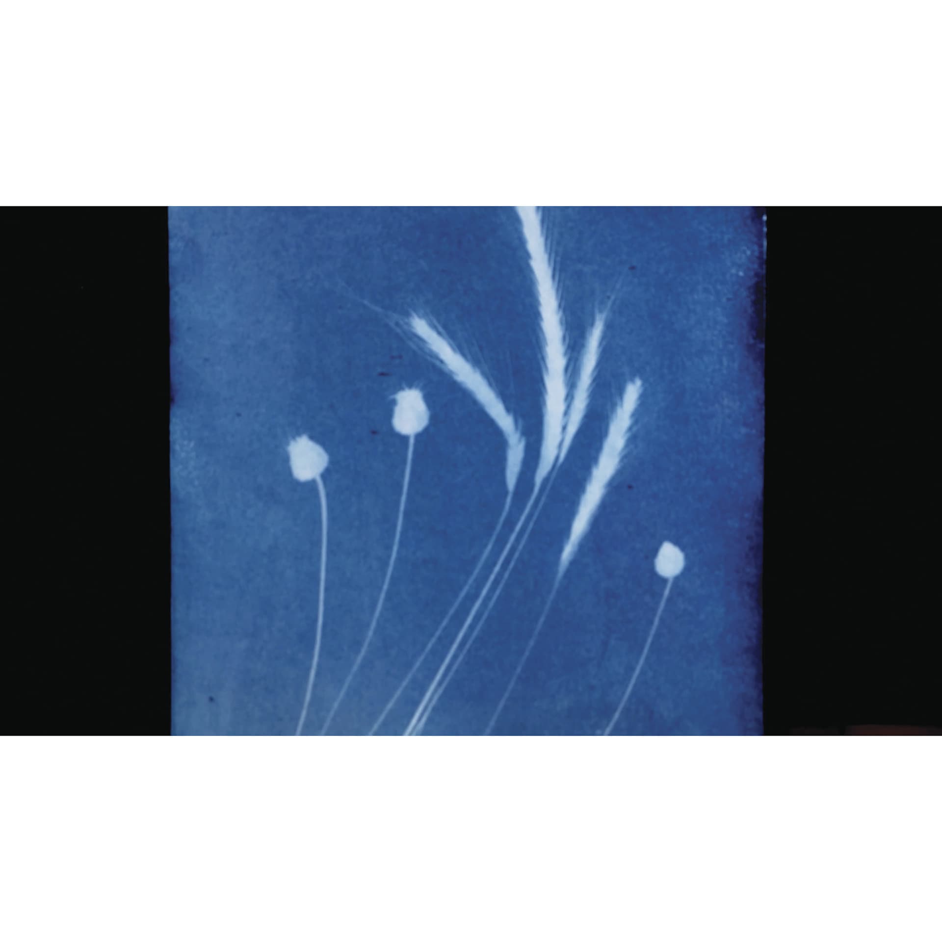 Jacquard Cyanotype Kit, finished print