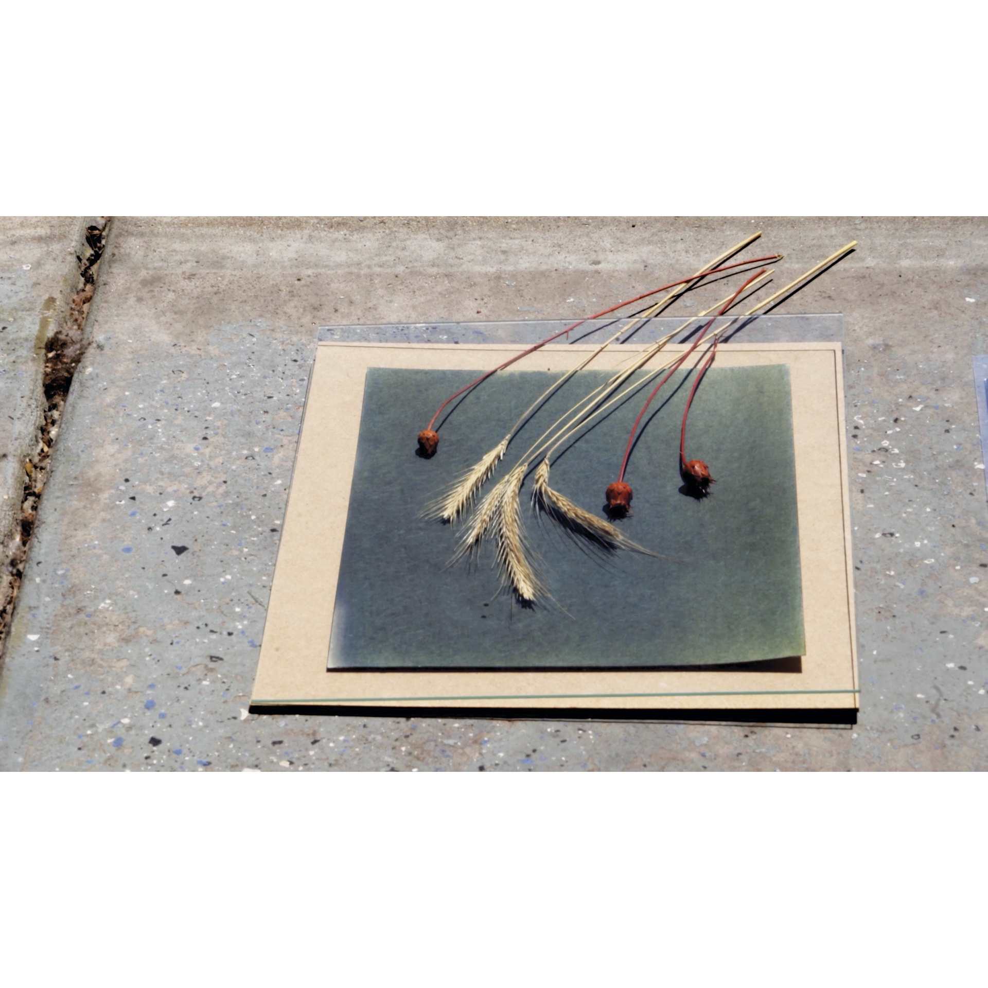 Jacquard Cyanotype Kit, kit being used outdoors