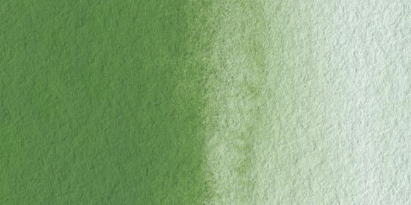 Rembrandt Artists' Watercolor - Chromium Oxide Green swatch