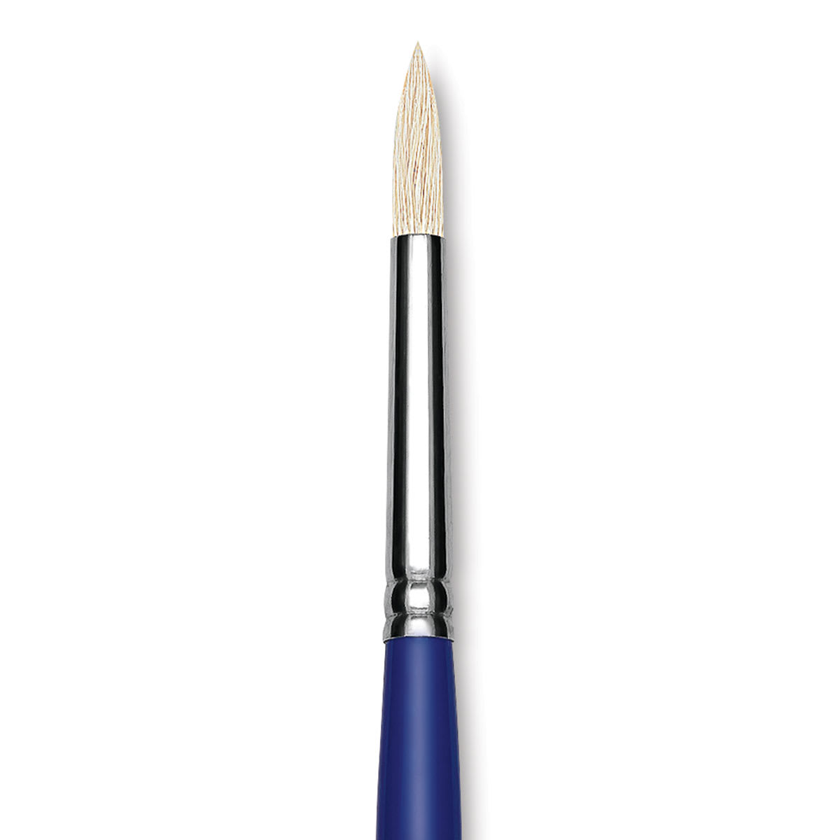 Blick Scholastic White Bristle Brush - Round, Size 8 close up