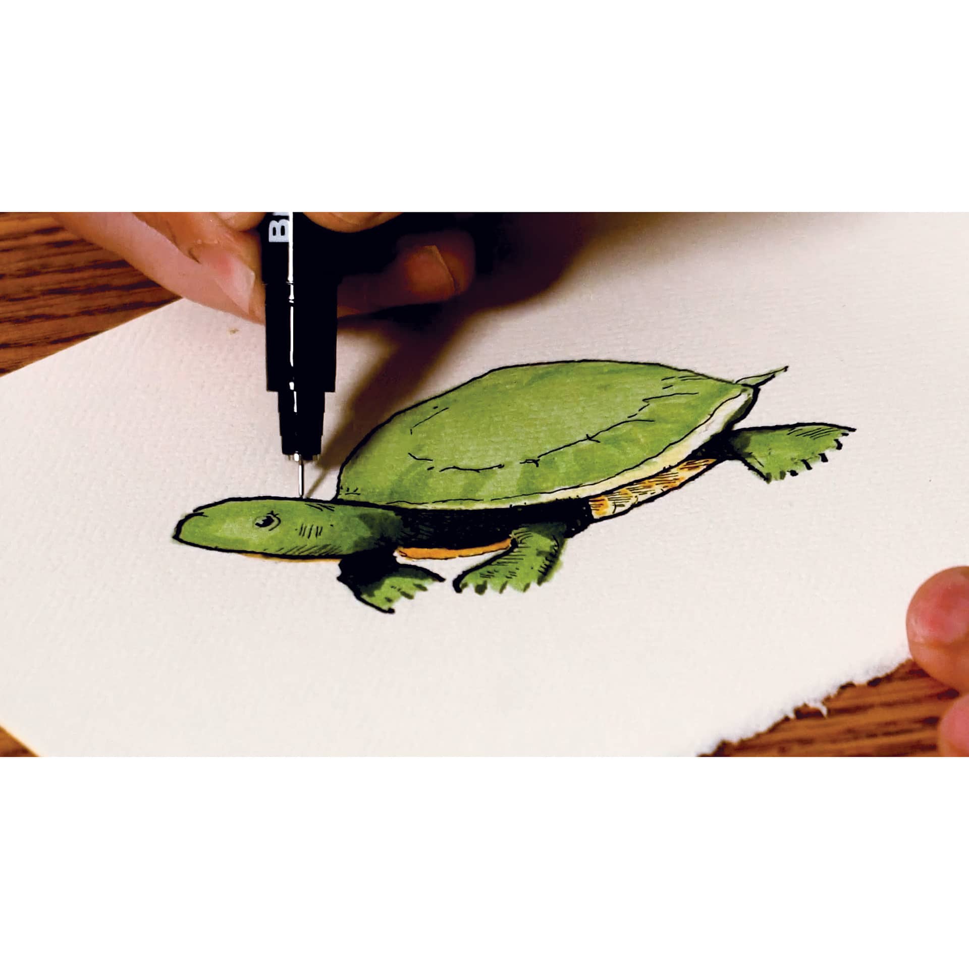 Strathmore Creative Cards and Envelopes, turtle artwork
