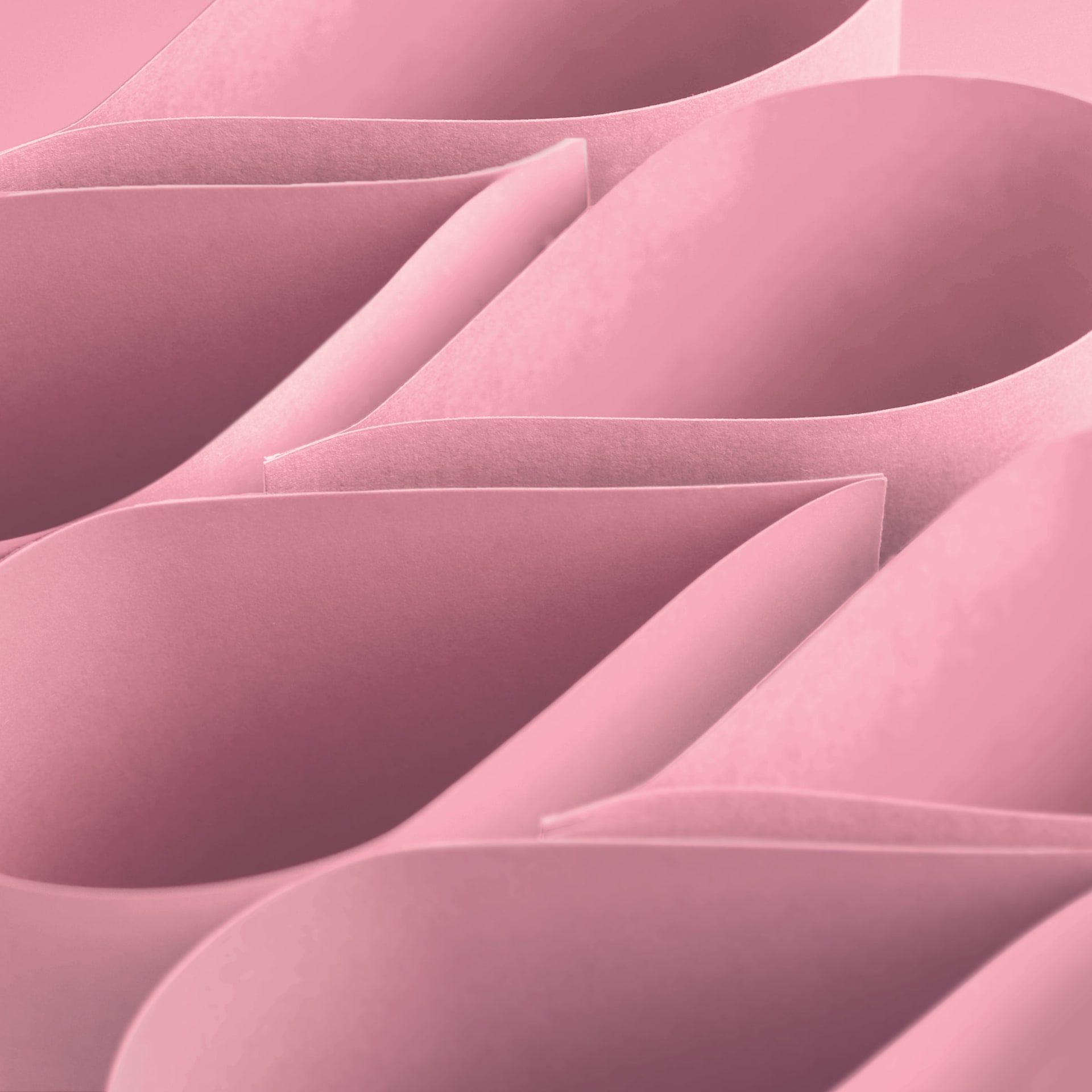 Blick Premium Construction Paper - 19-1/2" x 27-1/2", Pink, Single Sheet, curved sheets