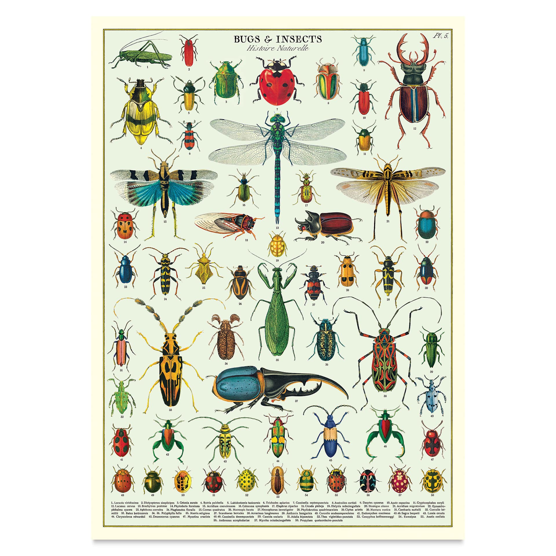Cavallini Vintage Bugs & Insects Printed Paper