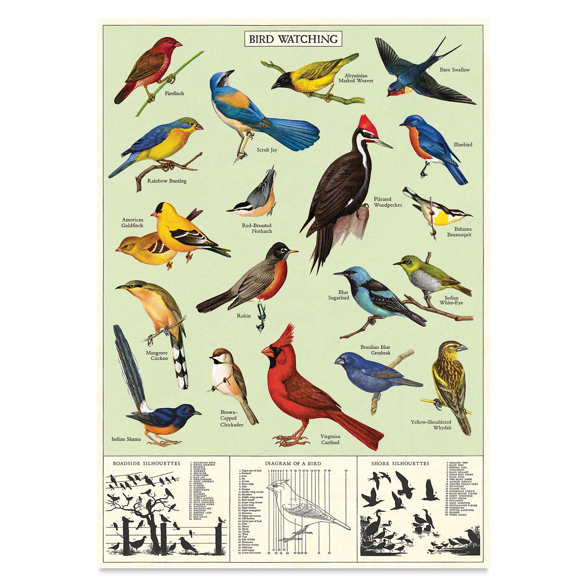 Cavallini Vintage Birdwatching Printed Paper