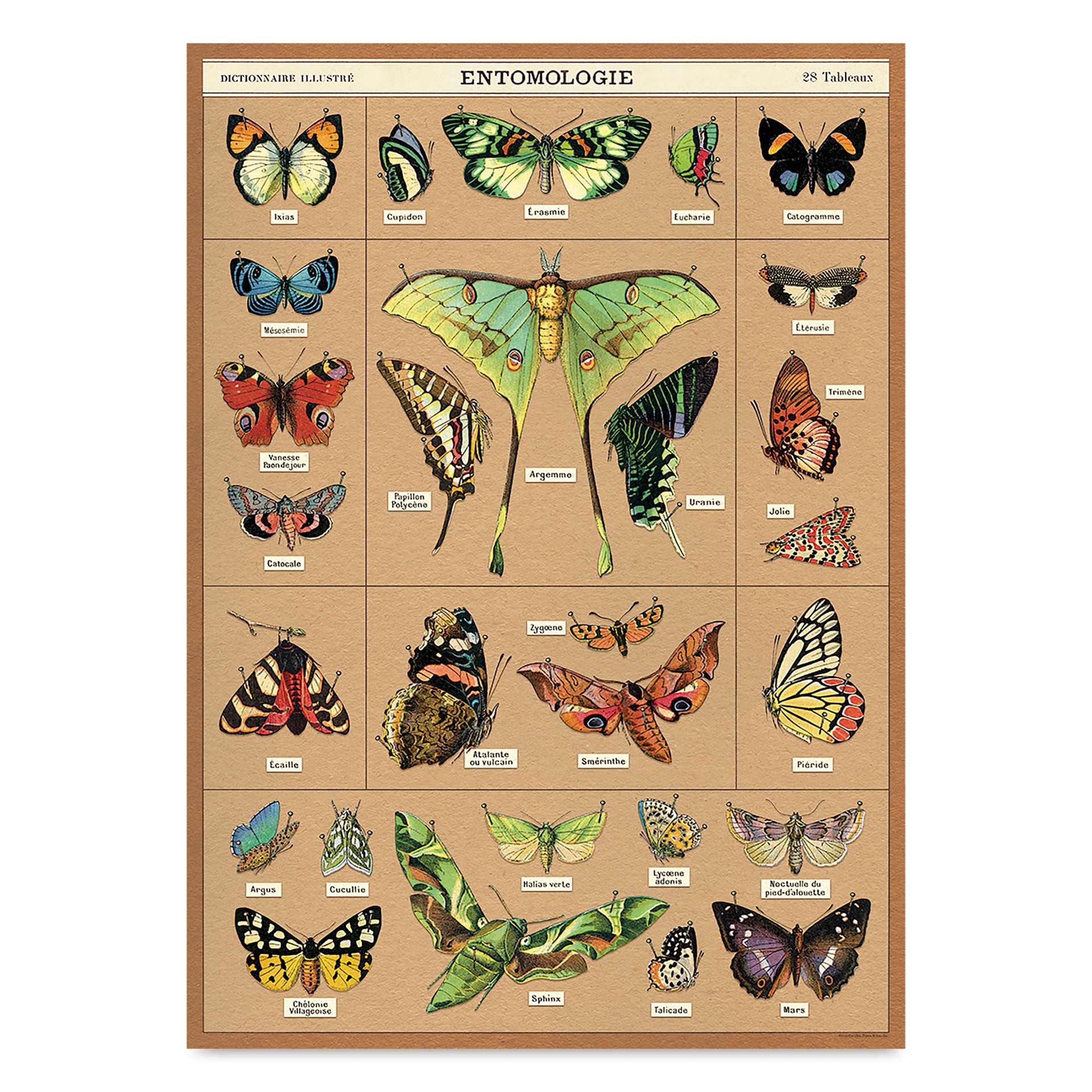 Cavallini Entomology Printed Paper - 20" x 28"