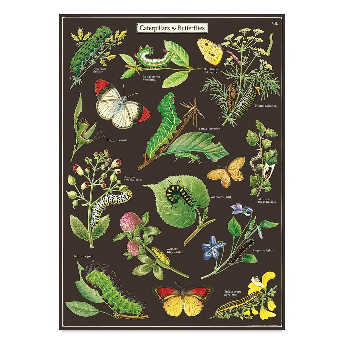 Cavallini Caterpillars and Butterflies Gift Wrap