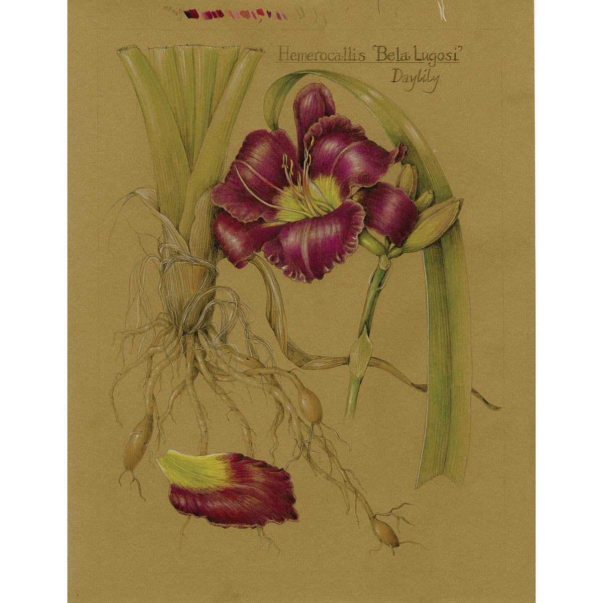 Stonehenge Kraft Paper Pads  - Art work of daylily by Wendy Hollender on Kraft Paper