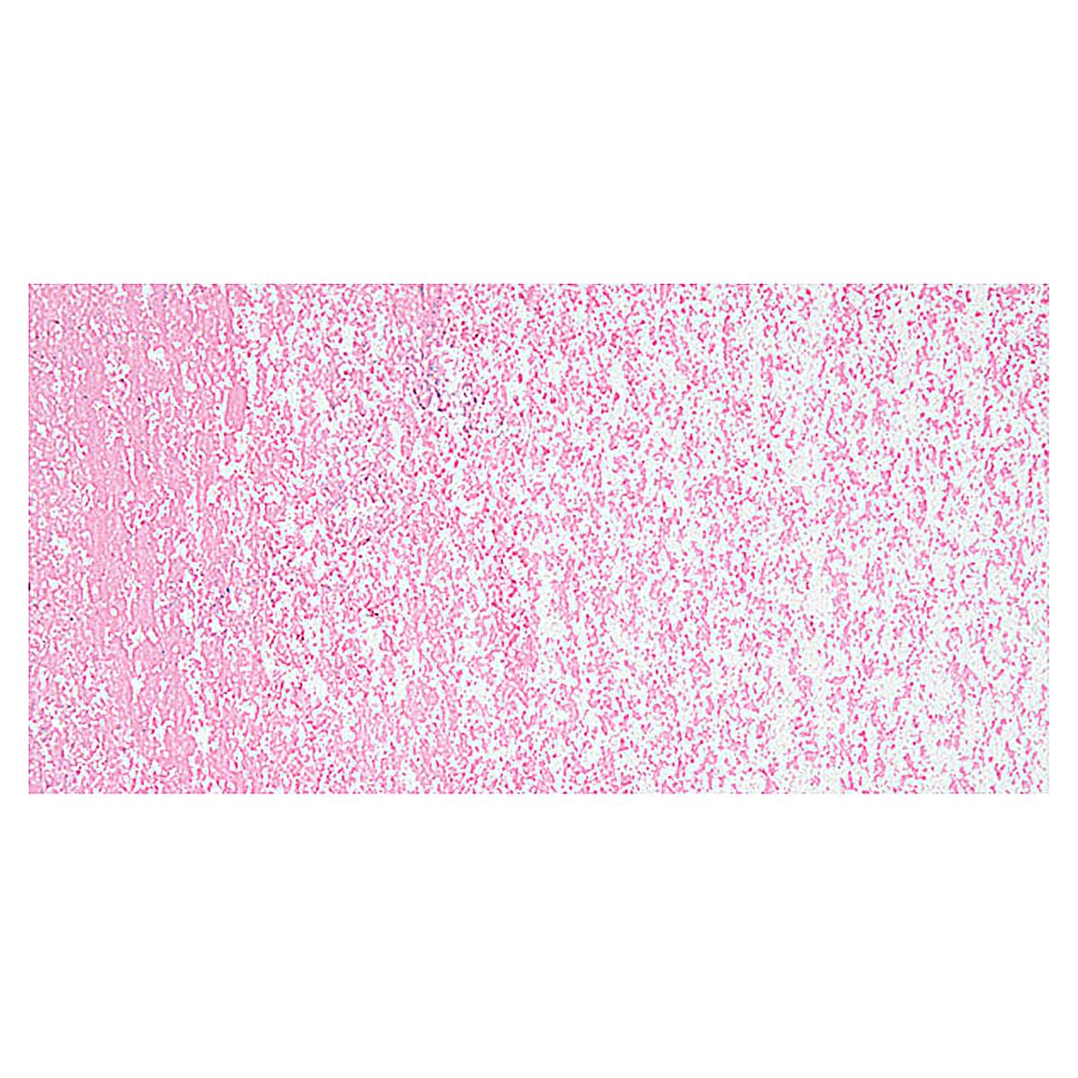 Holbein Artists' Oil Pastel - Carmine 5 swatch