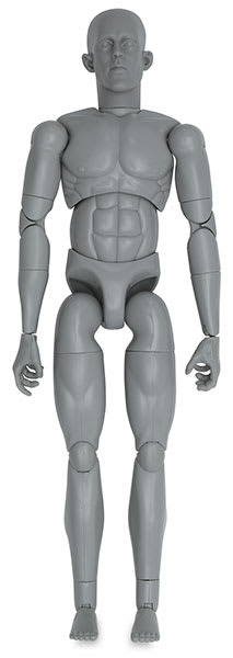 Anatomical Model, Gray