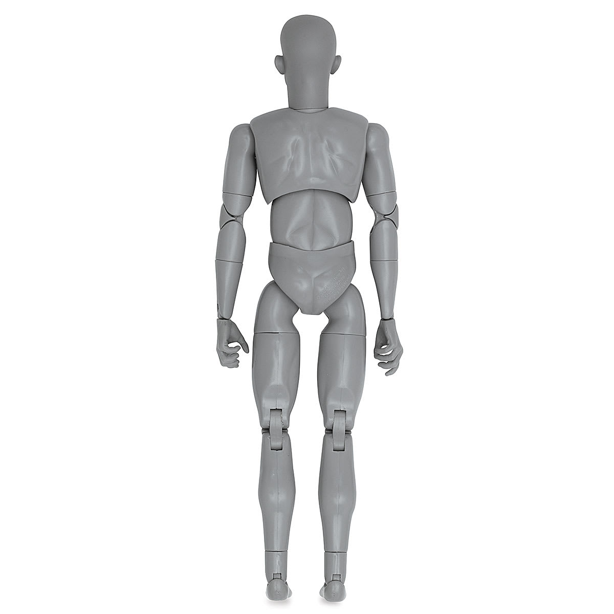 Anatomical Model, Gray
