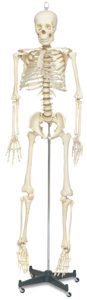Life Size Skeleton - Front view of assembled skeleton on stand
