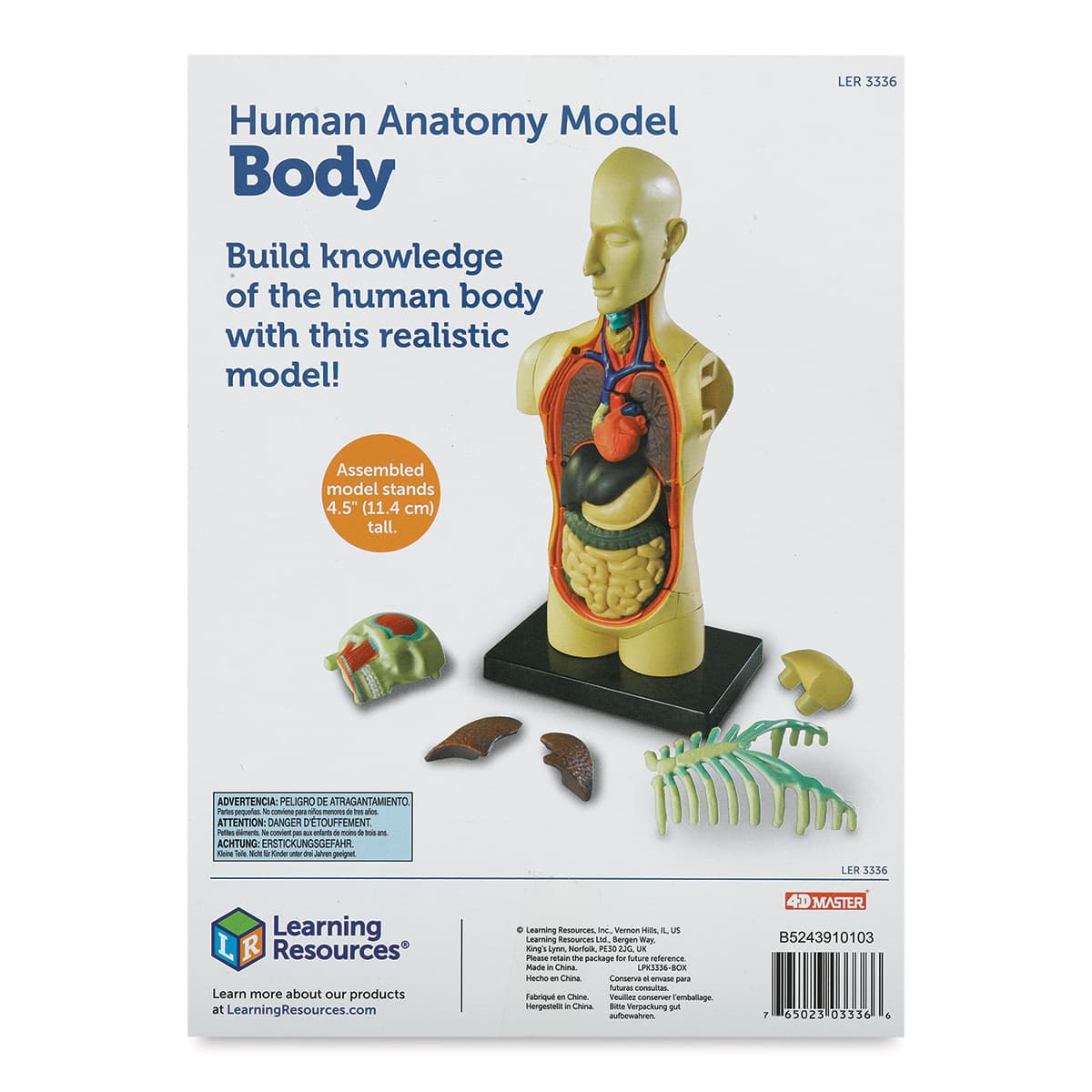 Learning Resources Human Anatomy Model - 4-1/2" (back of package)