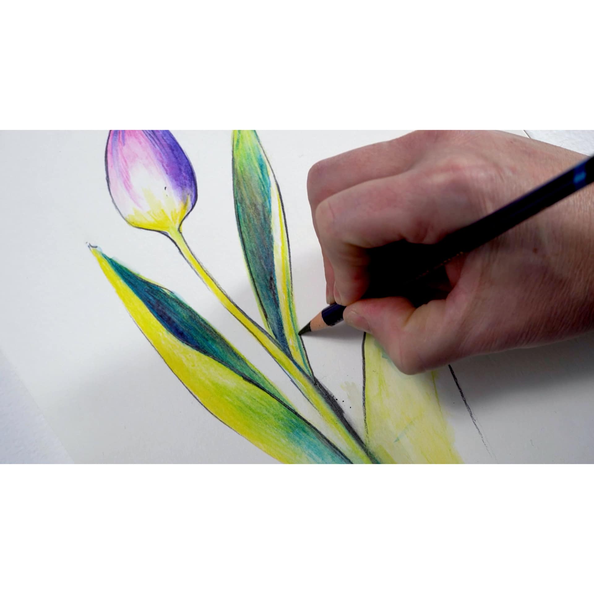 Derwent Inktense Pencils, tulip drawing