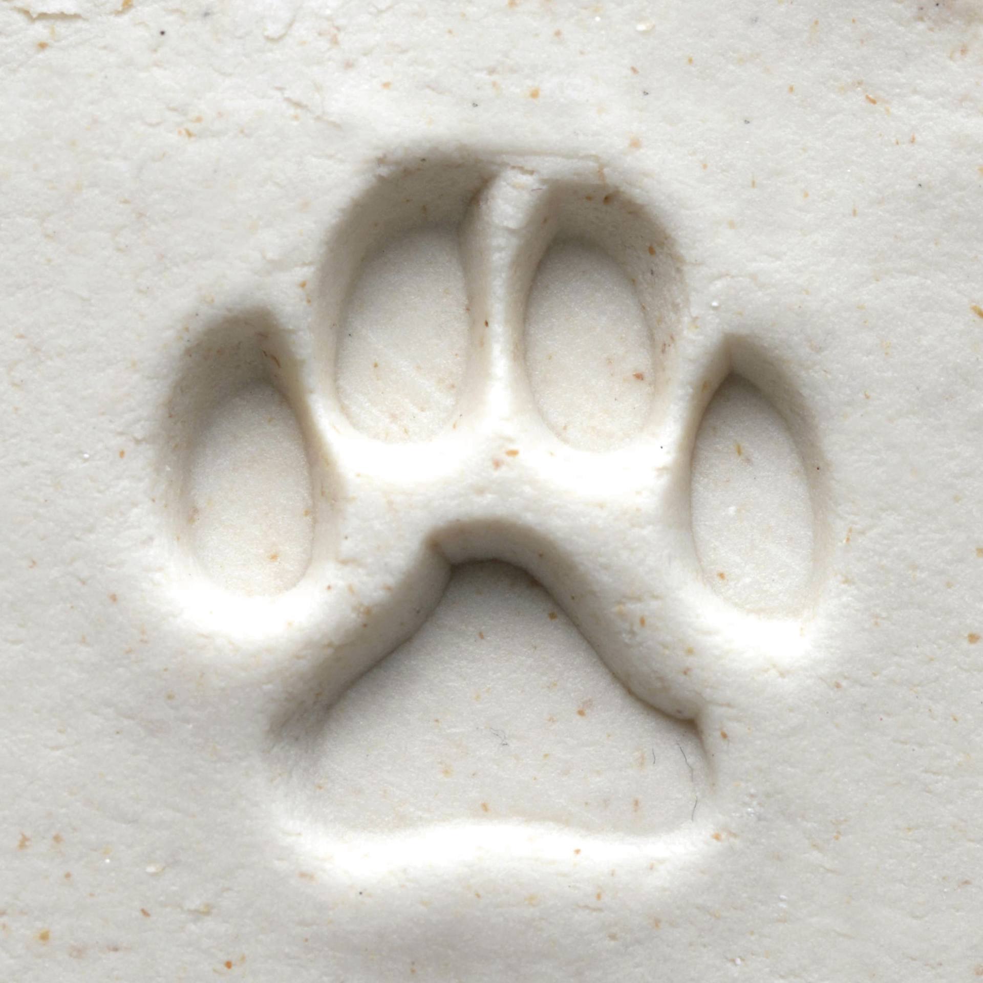 MKM Pottery Tools Medium Round Stamp - SCM-001, Dog Paw Print applied to clay