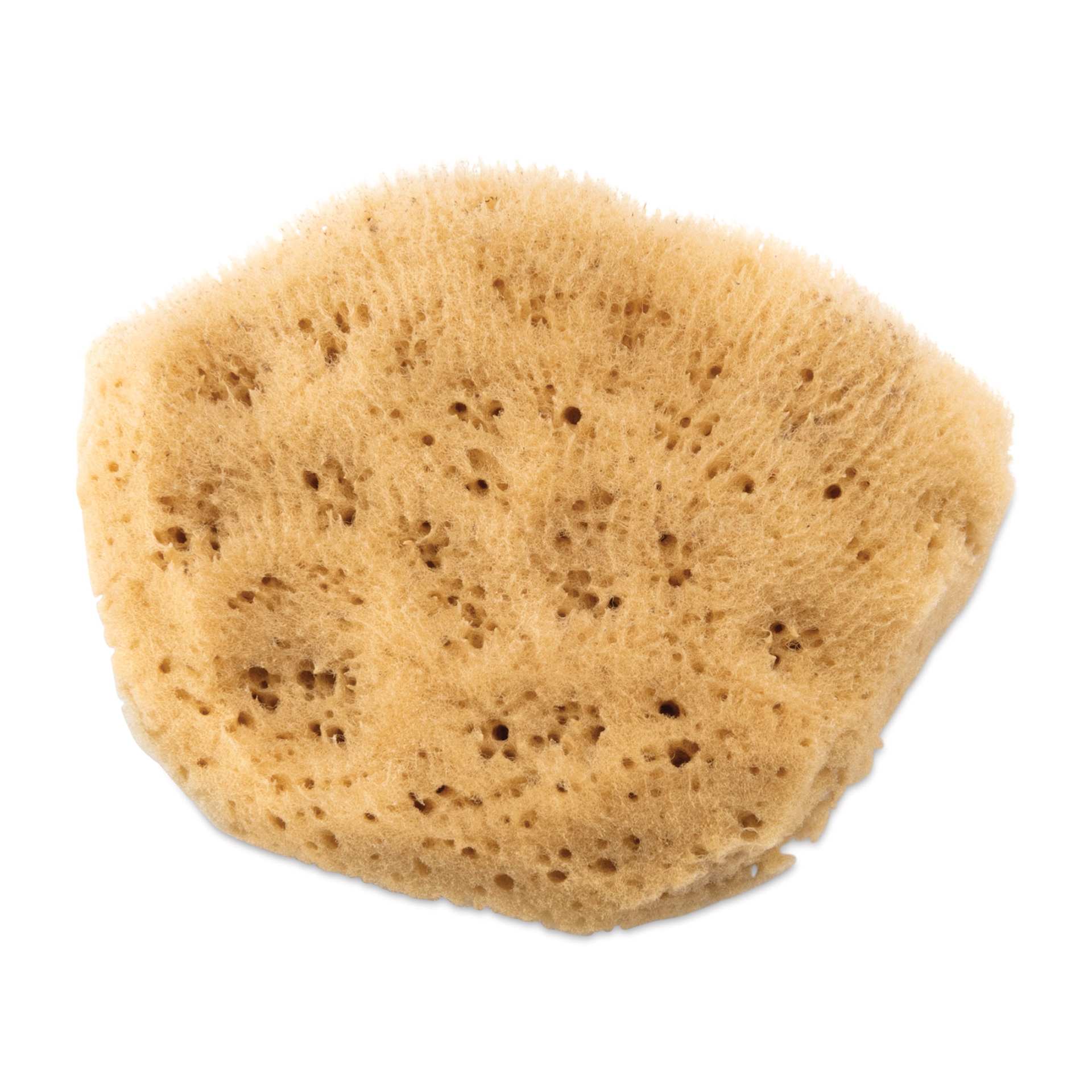 Royal & Langnickel Elephant Ear Sponge - 2-1/2" to 3"