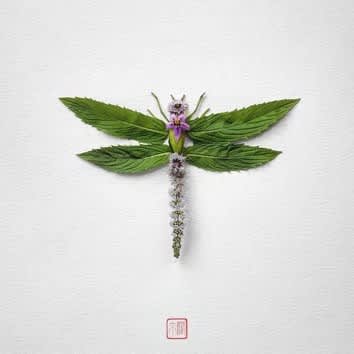 ADAP dragonfly