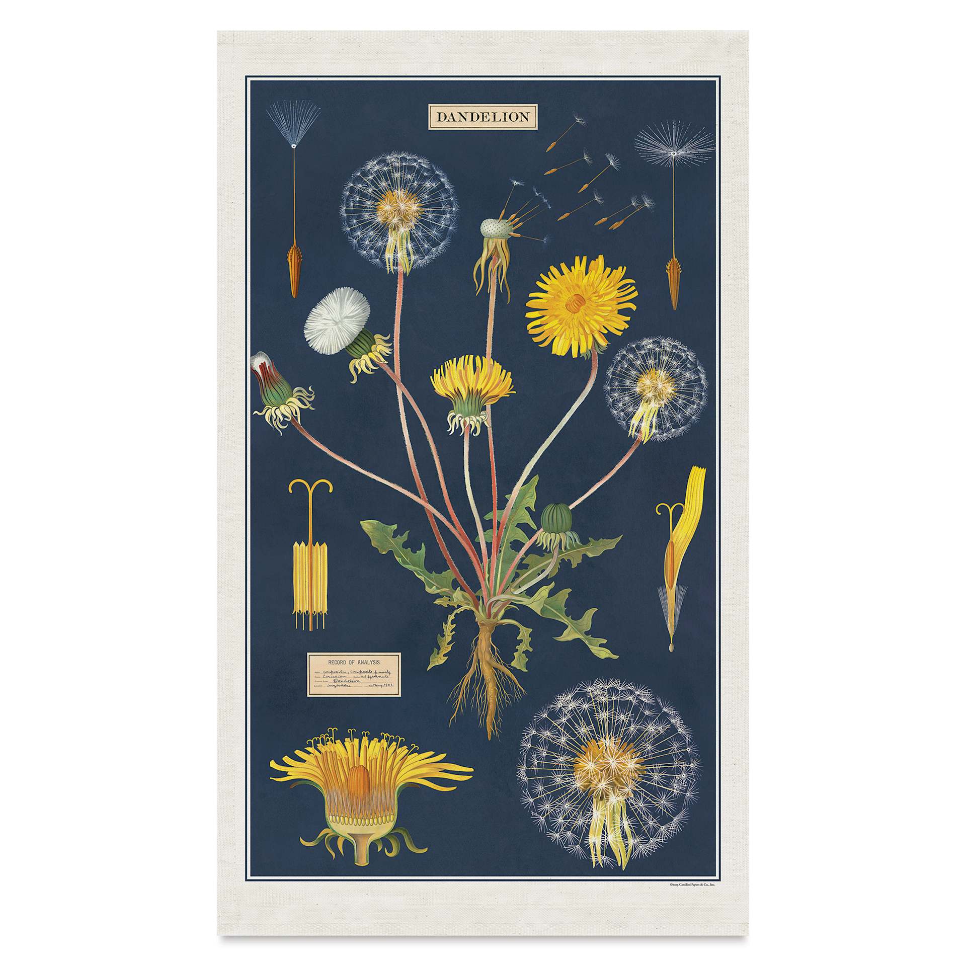 Cavallini Dandelion Tea Towel