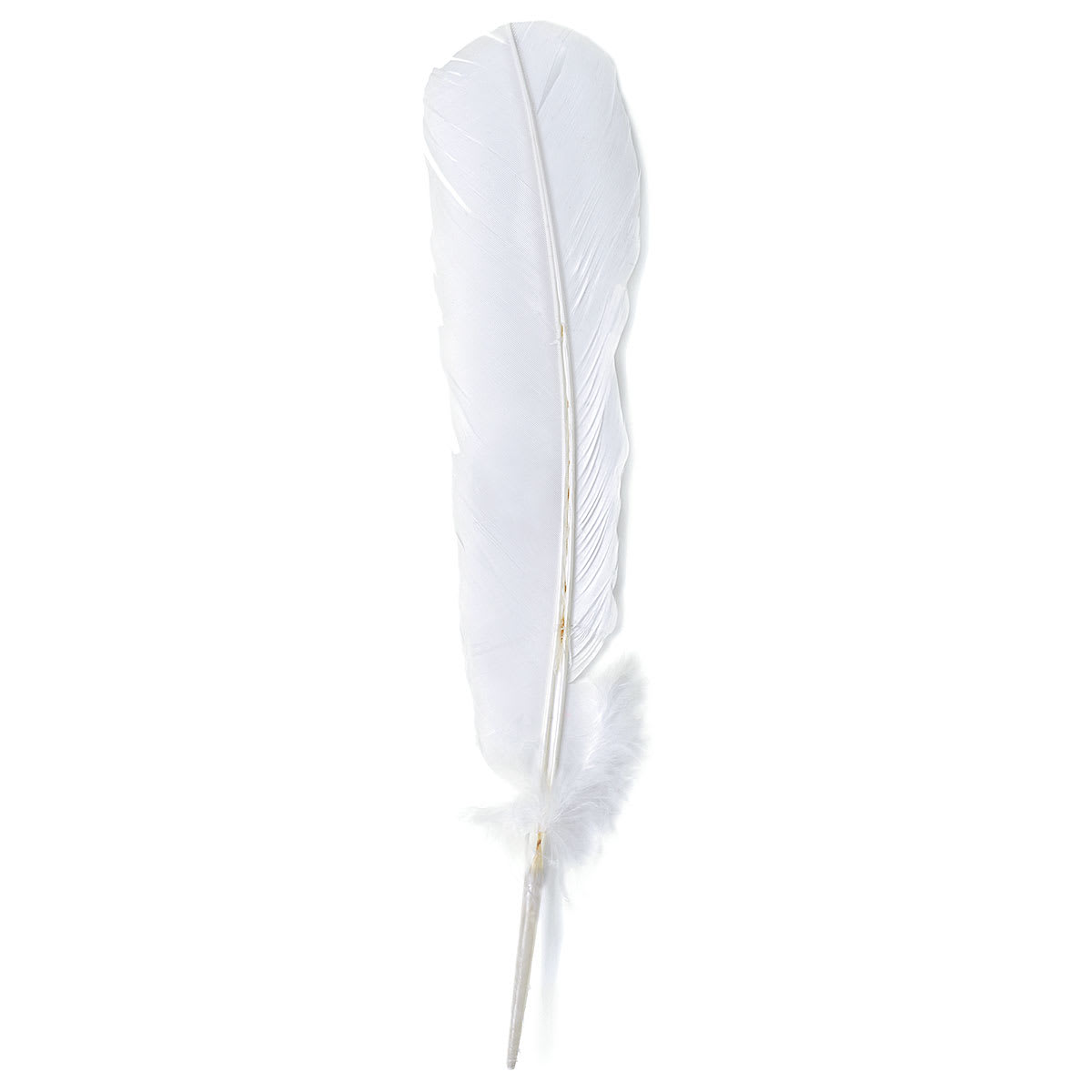 Turkey Feathers, Pkg of 8