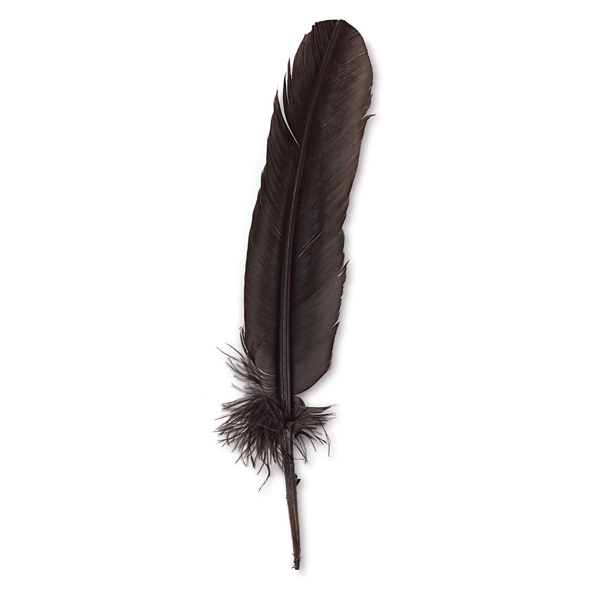 Turkey Feathers
