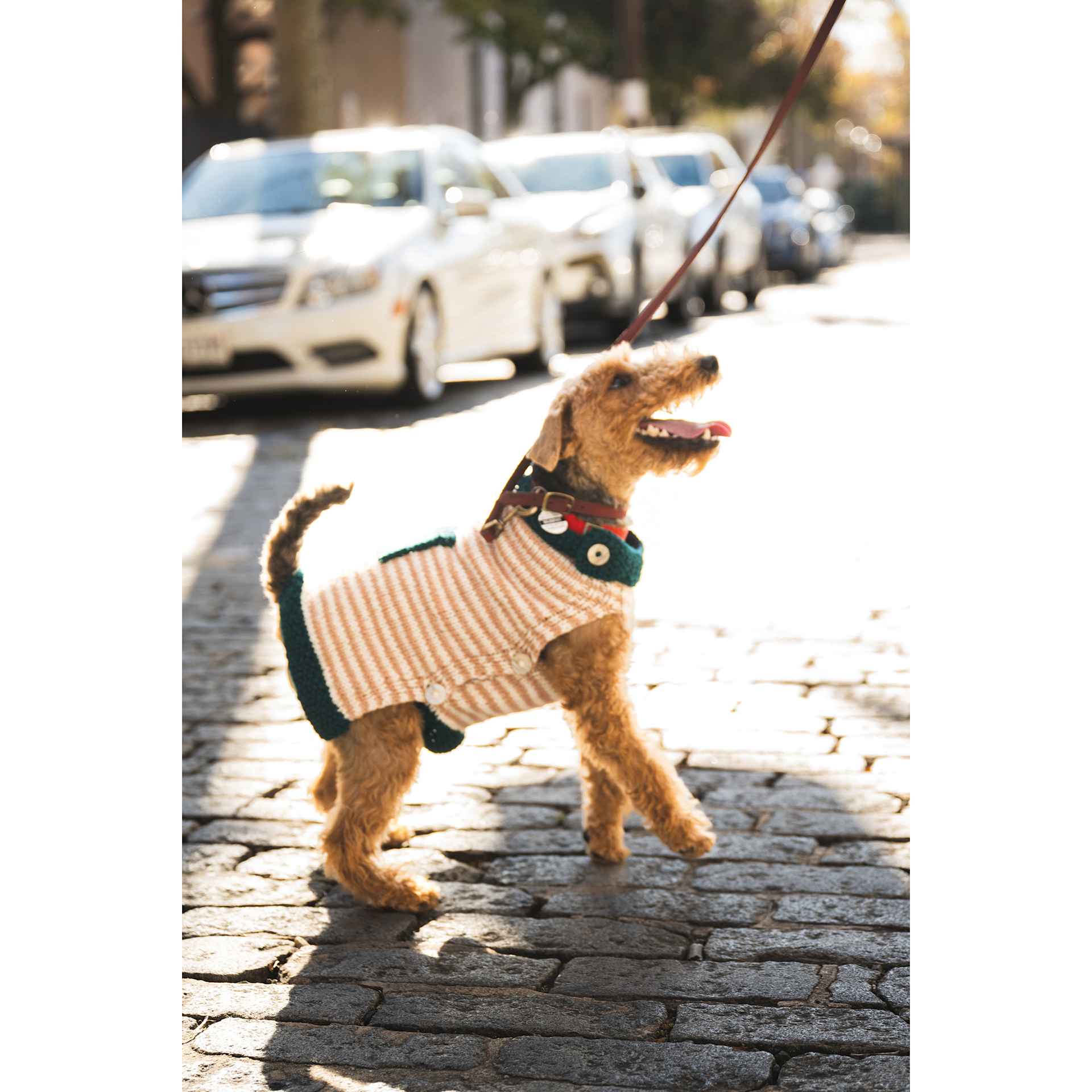 Lion Brand Wool-Ease Yarn - dog wearing finished sweater example