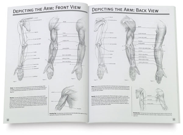 The Art of Drawing People - Inside spread showing the anatomy of an arm