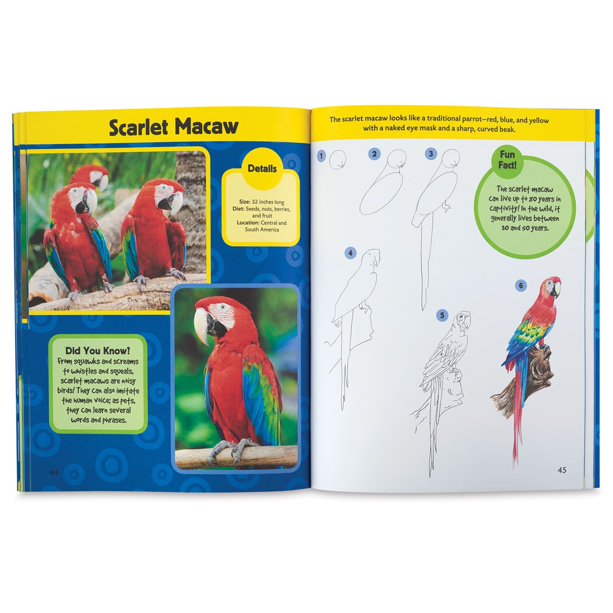 Learn to Draw Birds and Butterflies - Spread showing how to draw a Parrot