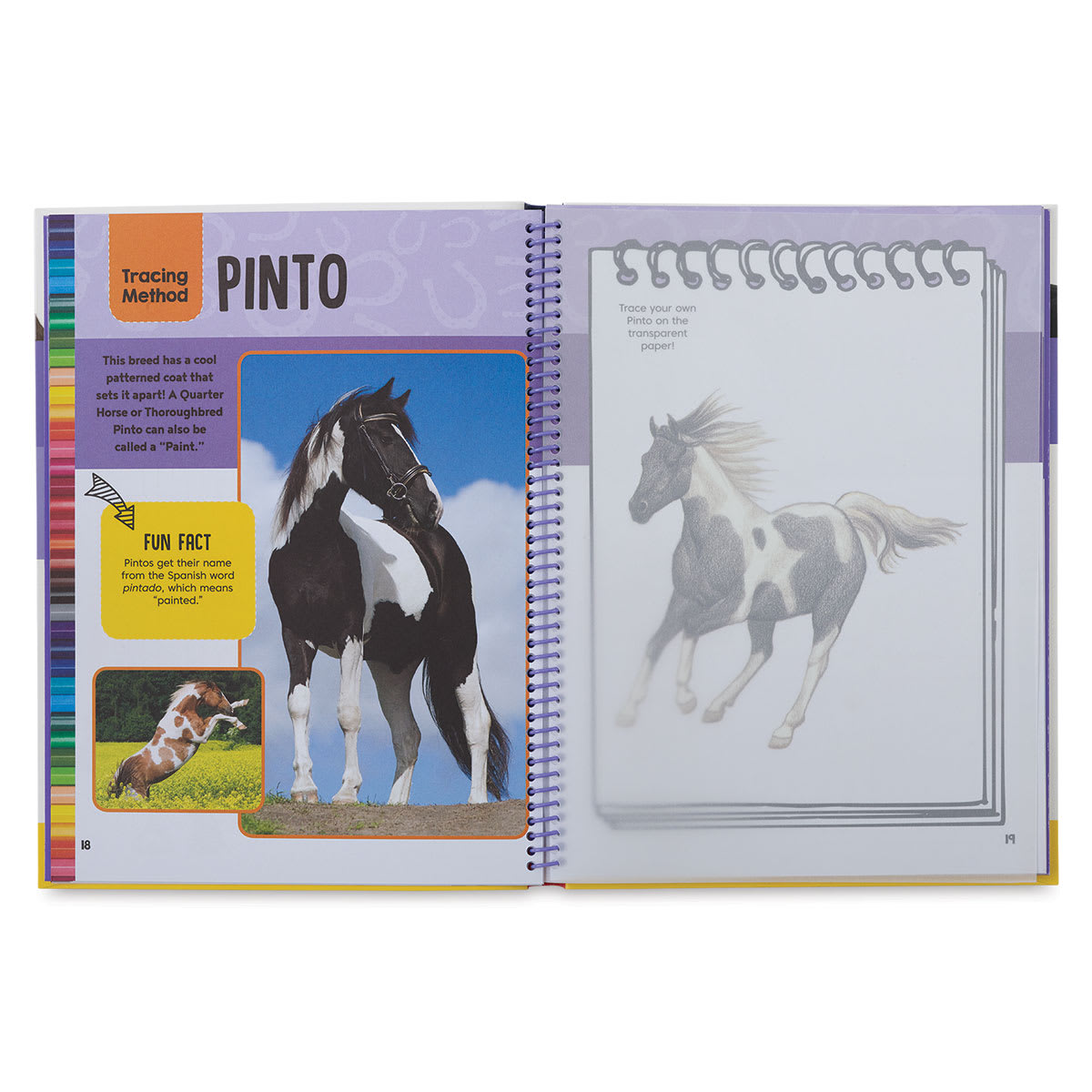 Horses & Ponies Drawing & Activity Book - Inside spread with steps to draw a Pinto