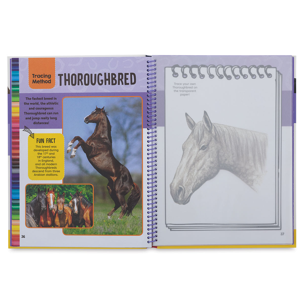 Horses & Ponies Drawing & Activity Book - Inside spread with Steps to draw a Thoroughbred