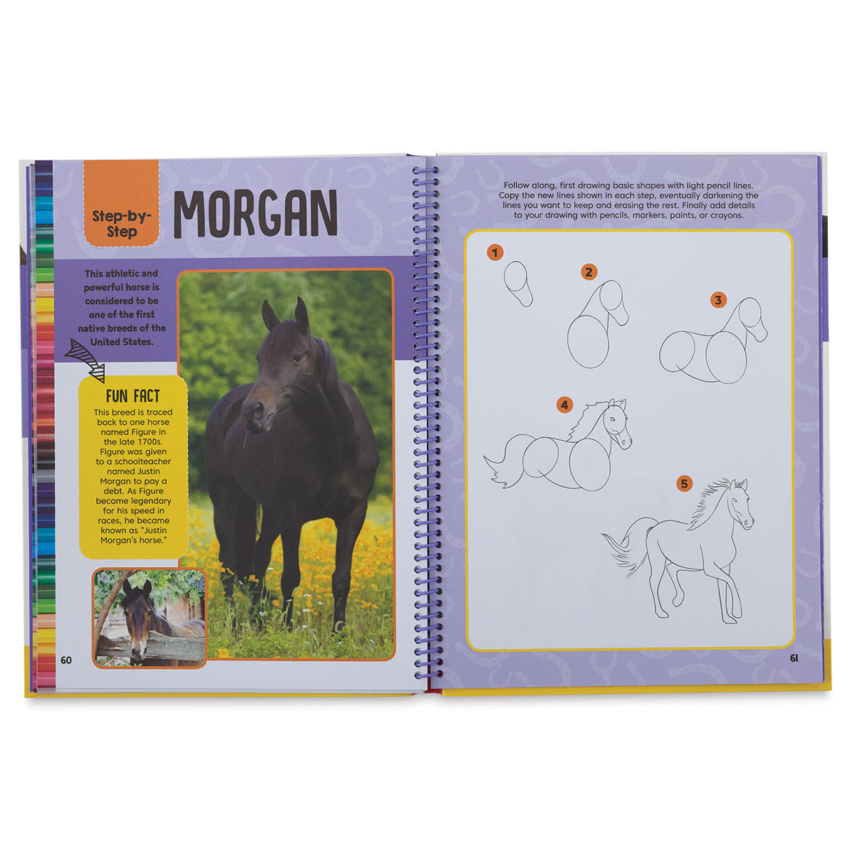 Horses & Ponies Drawing & Activity Book - Inside spread with Steps to draw a Morgan