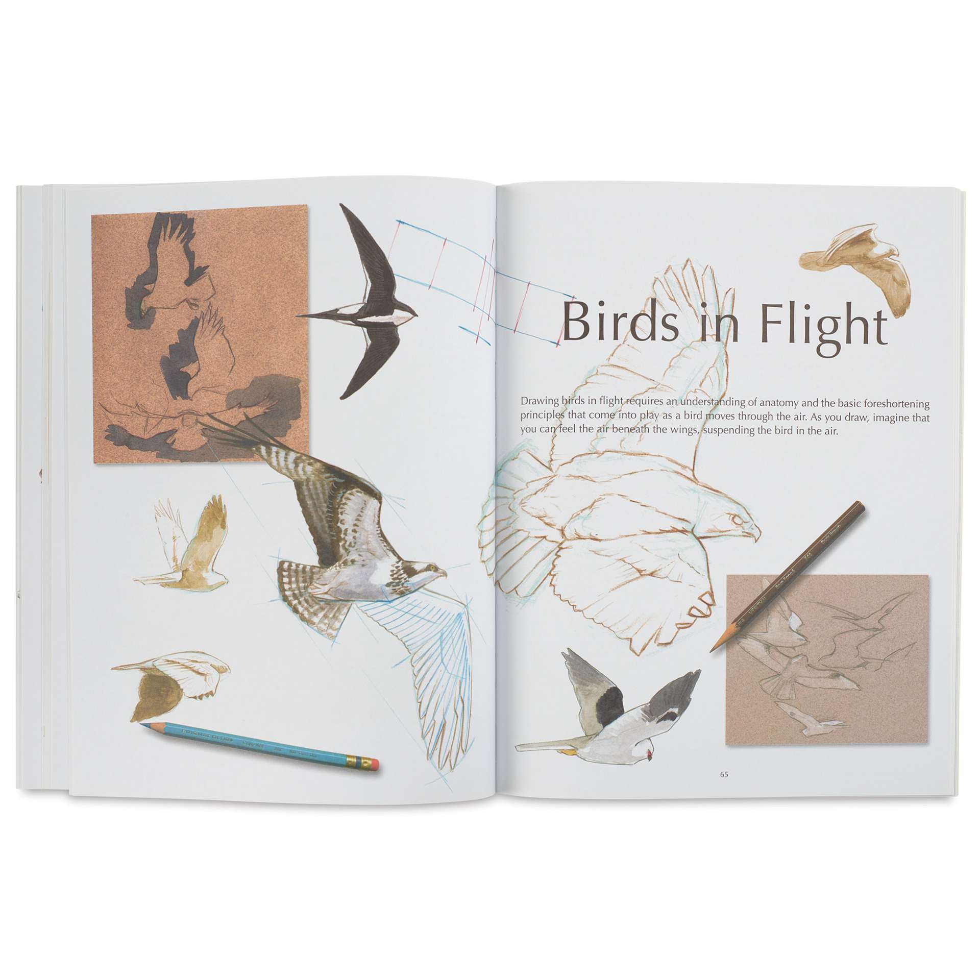 The Laws Guide to Drawing Birds, Birds in Flight section