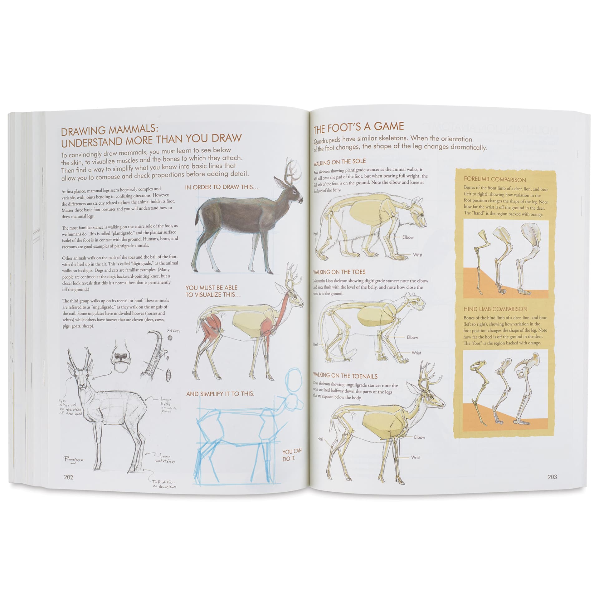 The Laws Guide to Nature Drawing and Journaling, drawing mammals