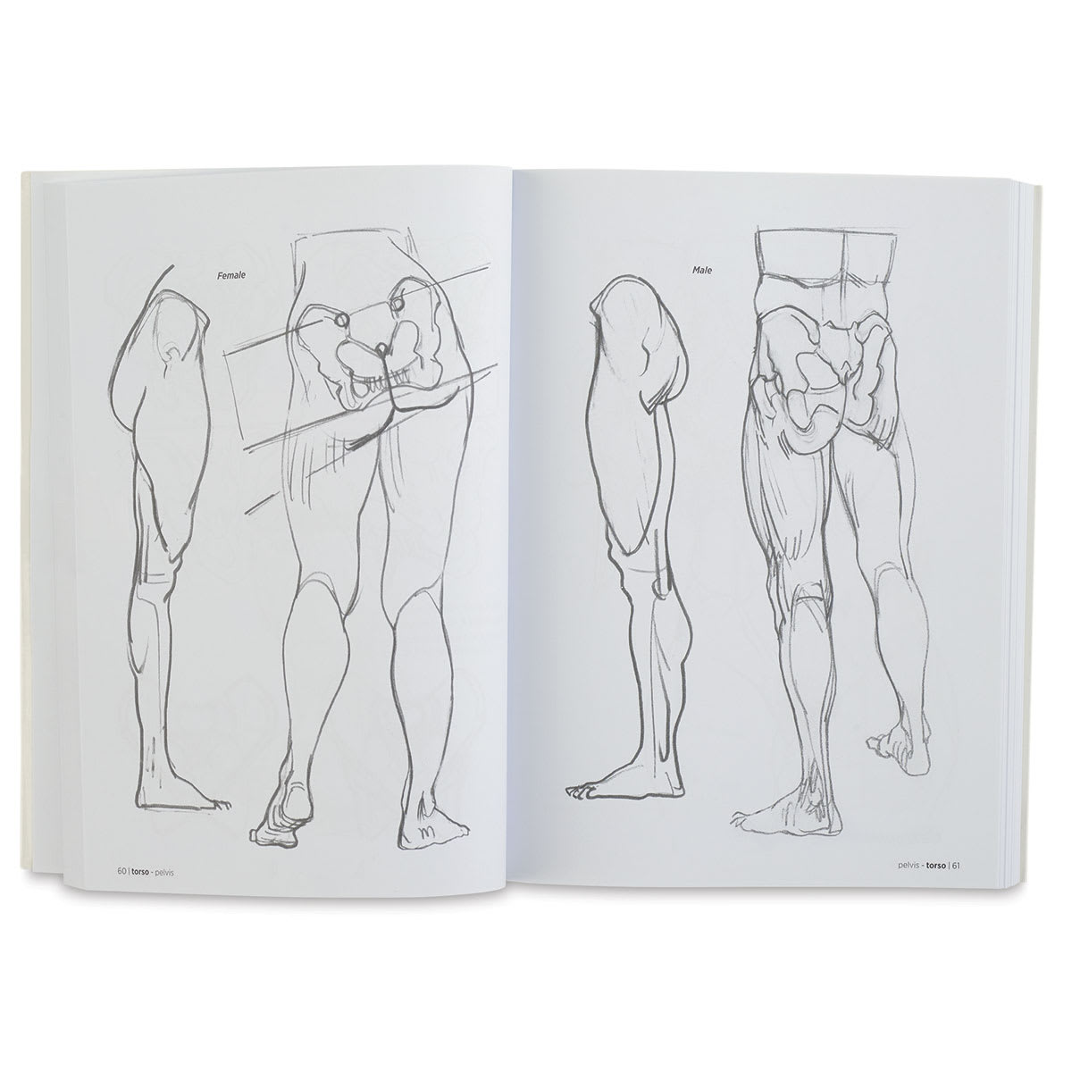 Anatomy for Artists - Sketches of Muscles in lower Torso
