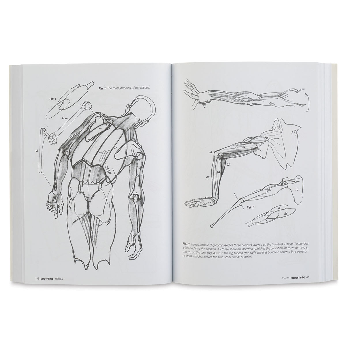 Anatomy for Artists - Sketches of Muscles in Back and Arms
