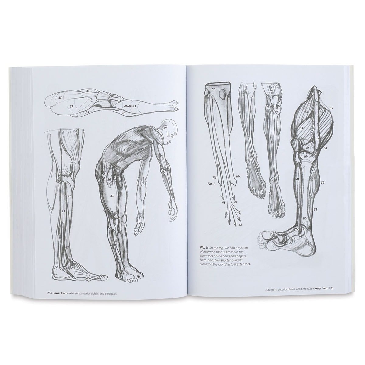 Anatomy for Artists - Sketches of Muscles in Legs and Feet
