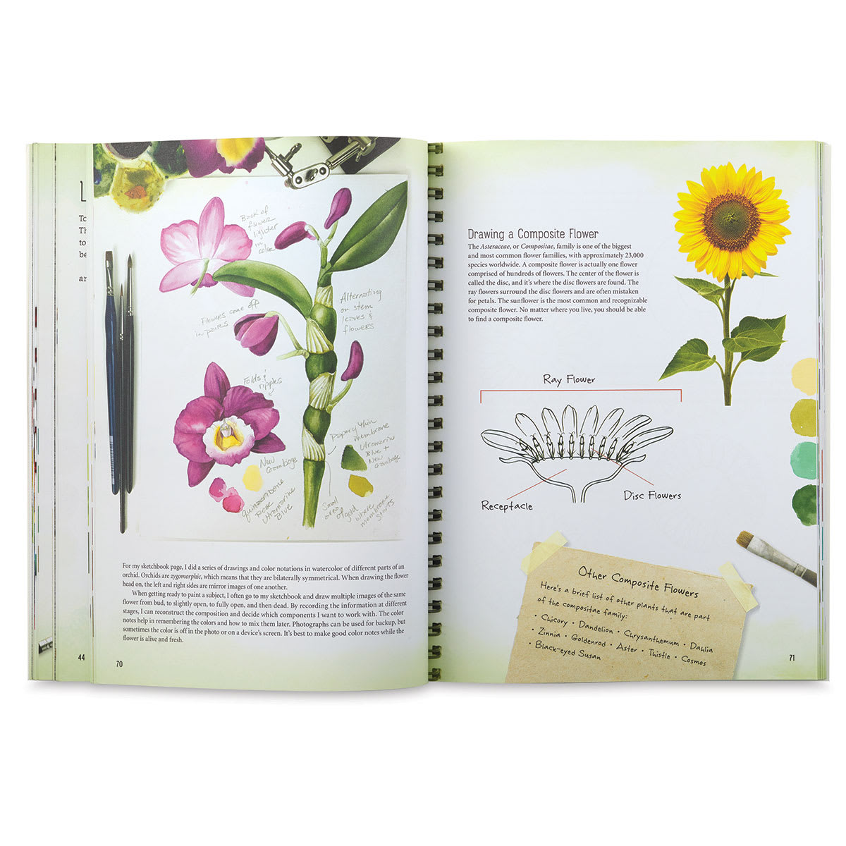 The Art of Botanical and Bird Illustration - Spread on drawing Composite Flowers
