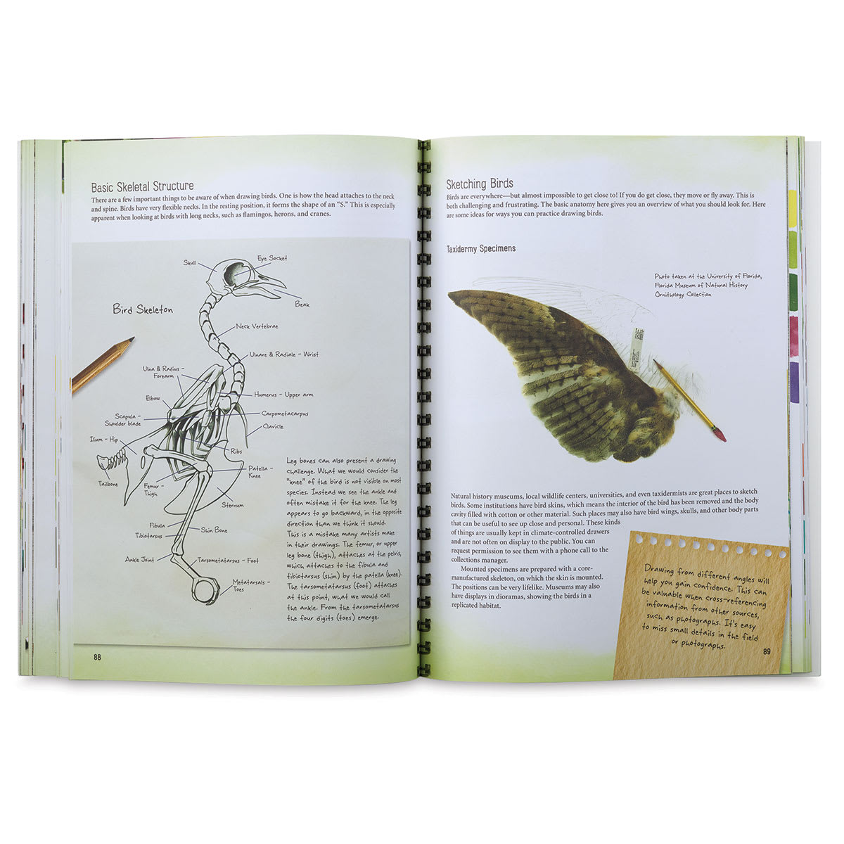 The Art of Botanical and Bird Illustration - Spread on drawing birds
