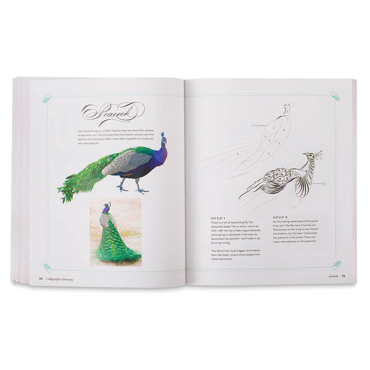 Calligraphic Drawing - Inside spread illustrating steps for drawing a peacock
