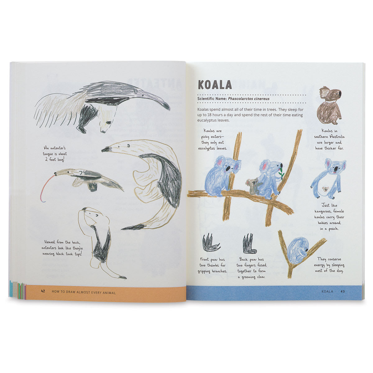 How To Draw Almost Every Animal - Spread on how to draw a Koala