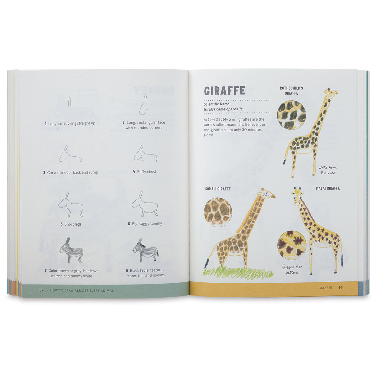 How To Draw Almost Every Animal - Spread on how to draw a Giraffe