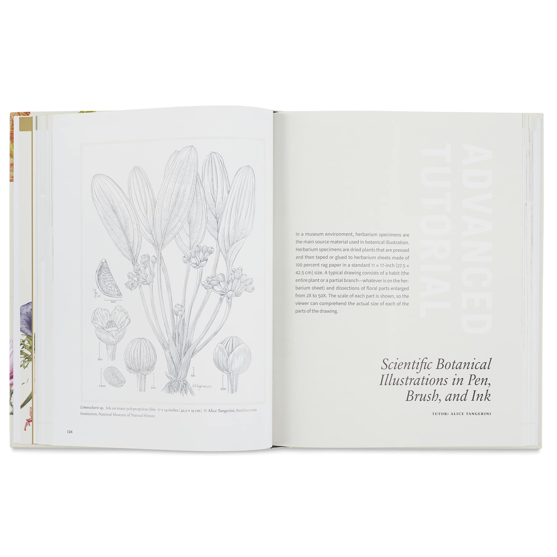 Botanical Art Techniques, Scientific Botanical Illustrations in Pen, Brush, and Ink