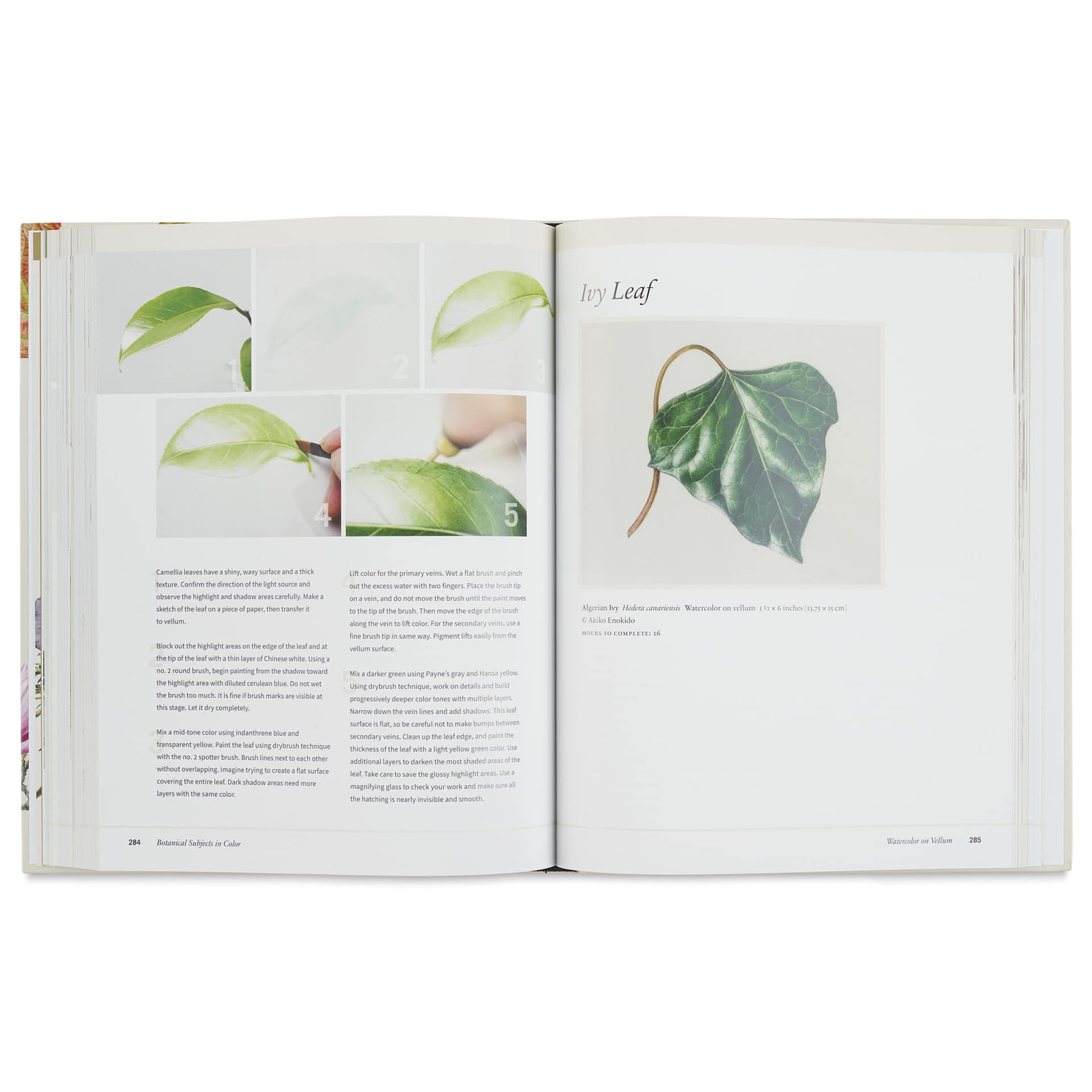 Botanical Art Techniques, Ivy Leaf