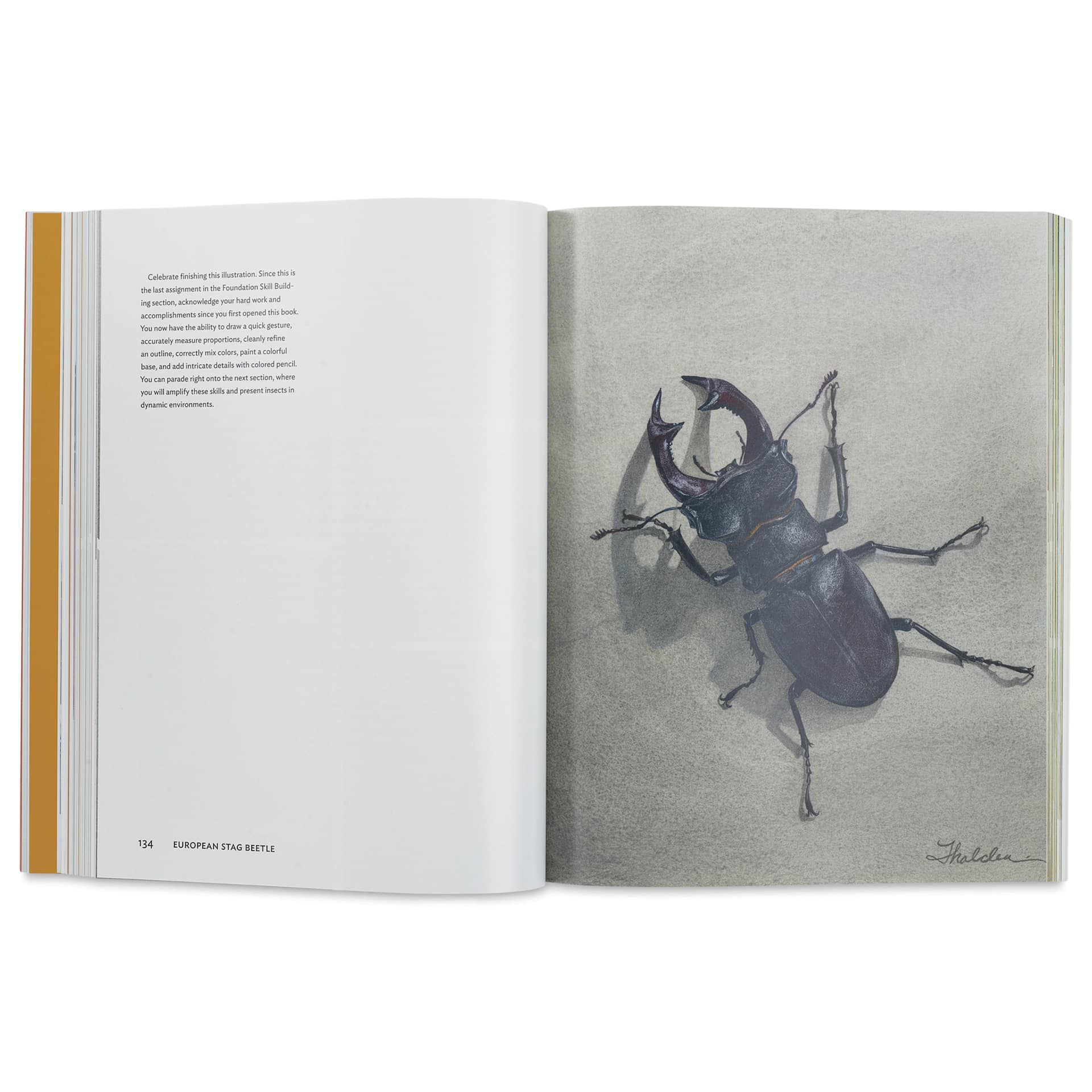 The Insect Artist, Stag Beetle