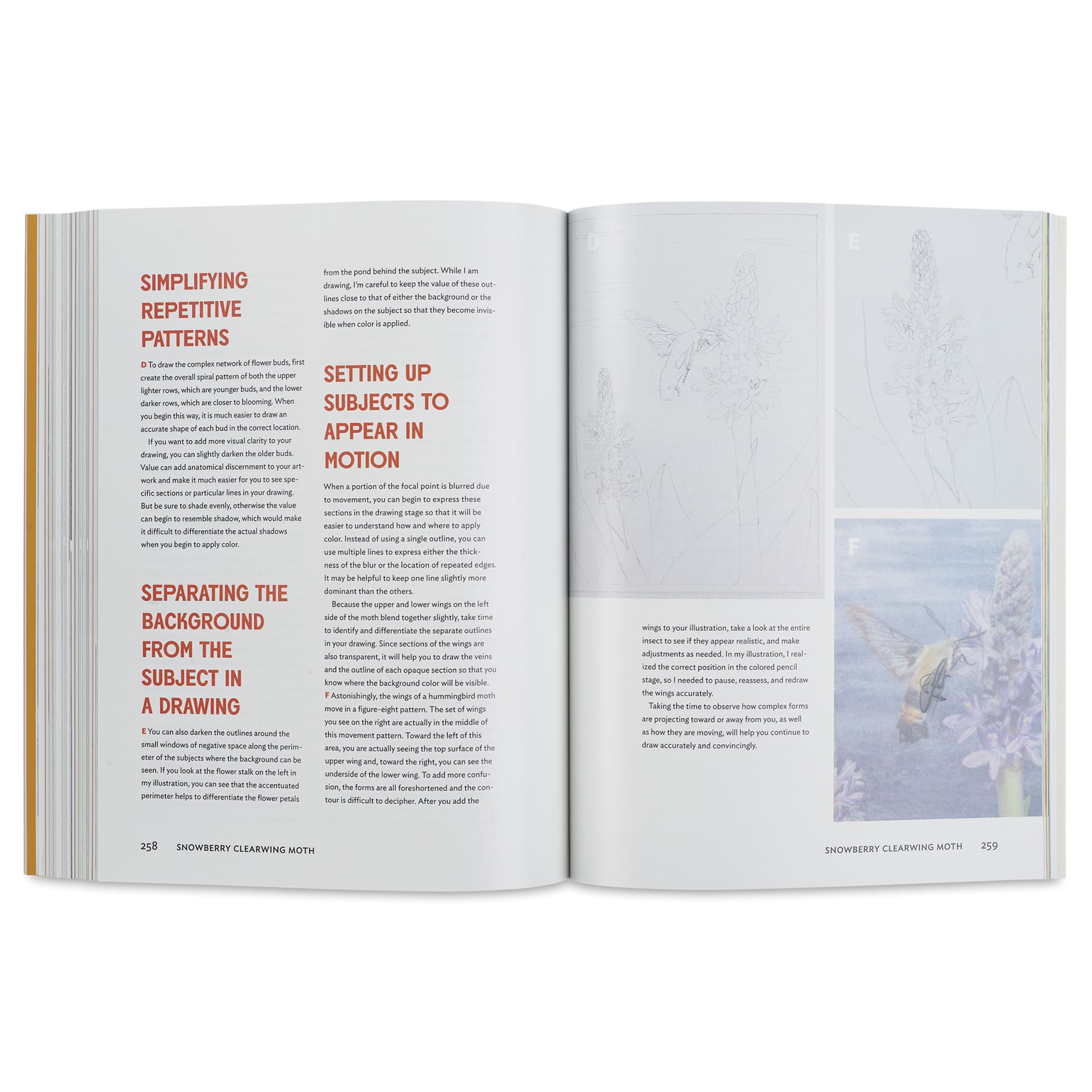 The Insect Artist, Drawing Tips