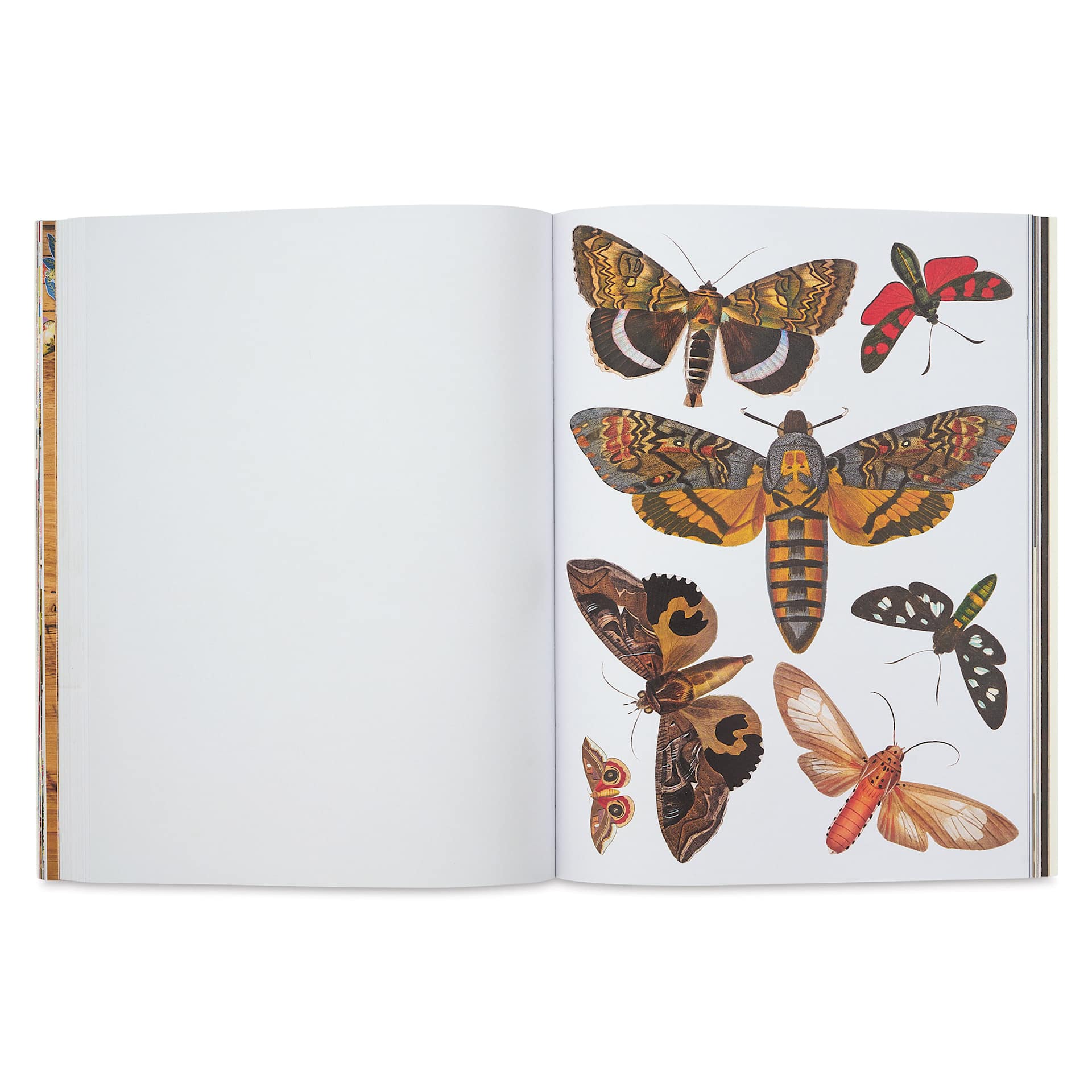 Cut-out Curiosities: Botanica, moths